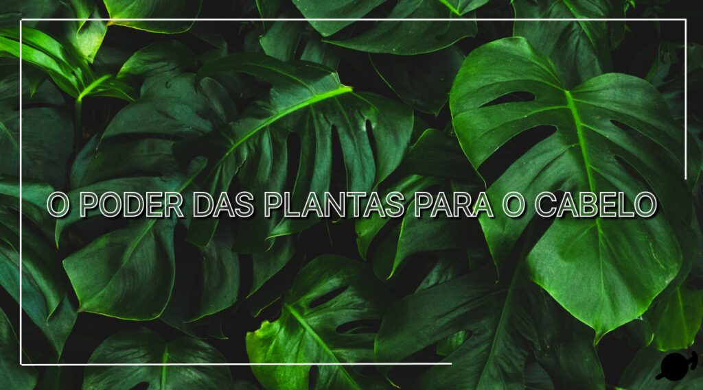 O poder das plantas para o cabelo